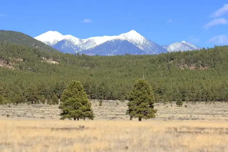 Humphreys Peak seen across grassland and pines from Bellemont